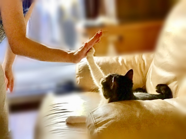 猫とハイタッチ