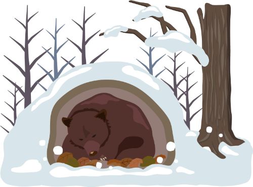 熊の冬眠