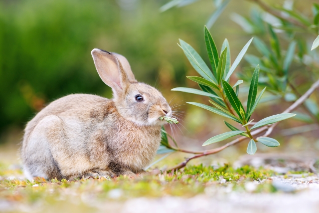 うさぎ