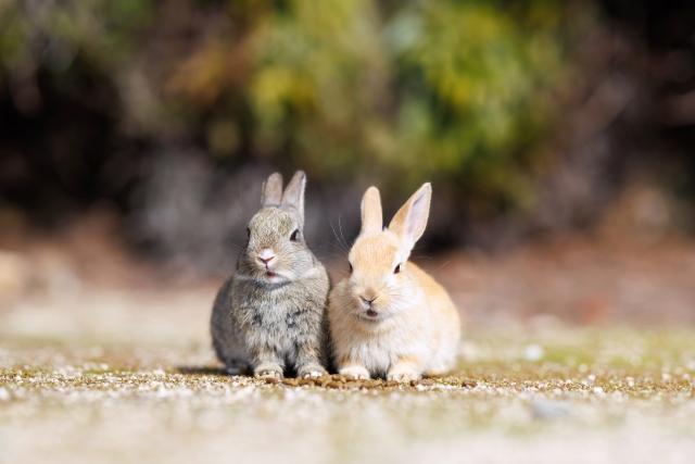 うさぎ
