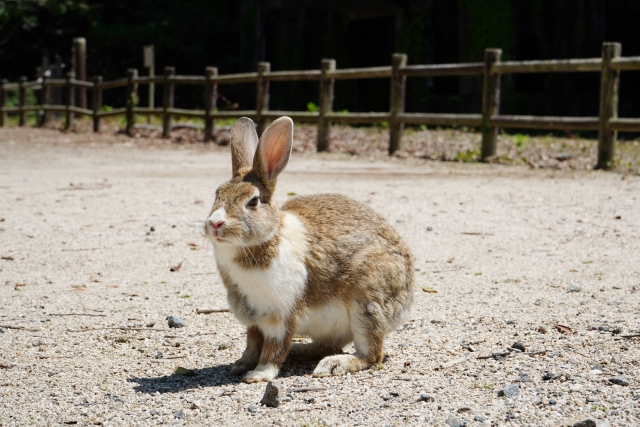 うさぎ